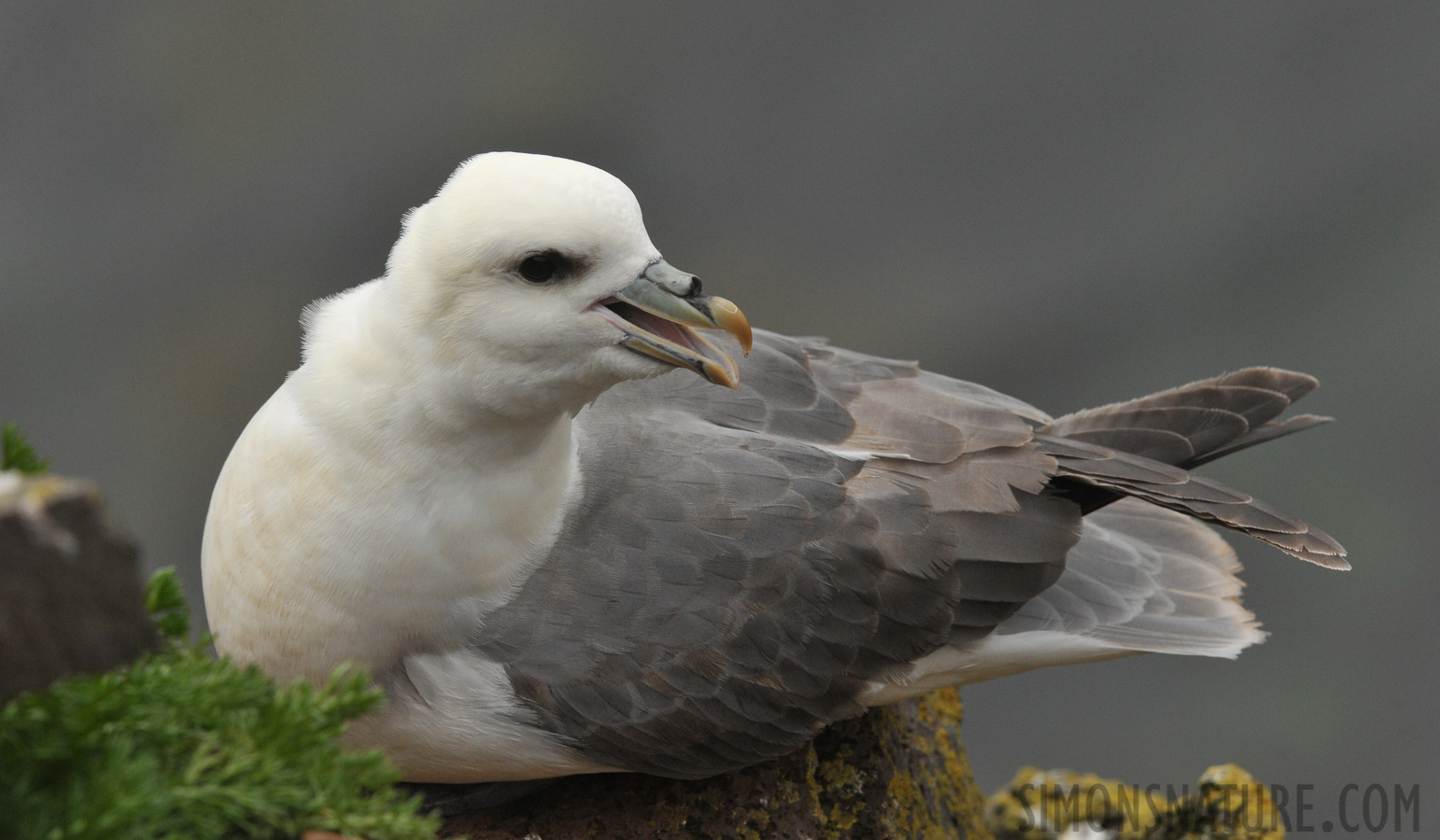 Fulmarus glacialis auduboni [280 mm, 1/1600 Sek. bei f / 10, ISO 1600]